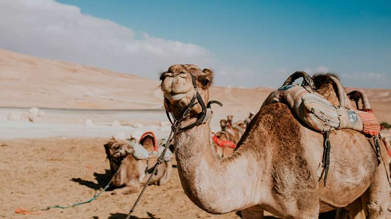 seguro-de-viaje-para-egipto