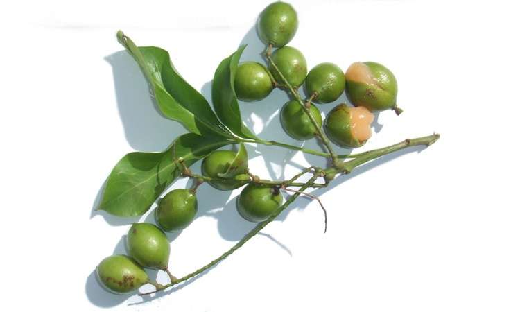 mamoncillos