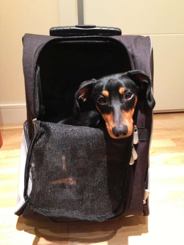 Kiba, la perrita de Sara viaja segura