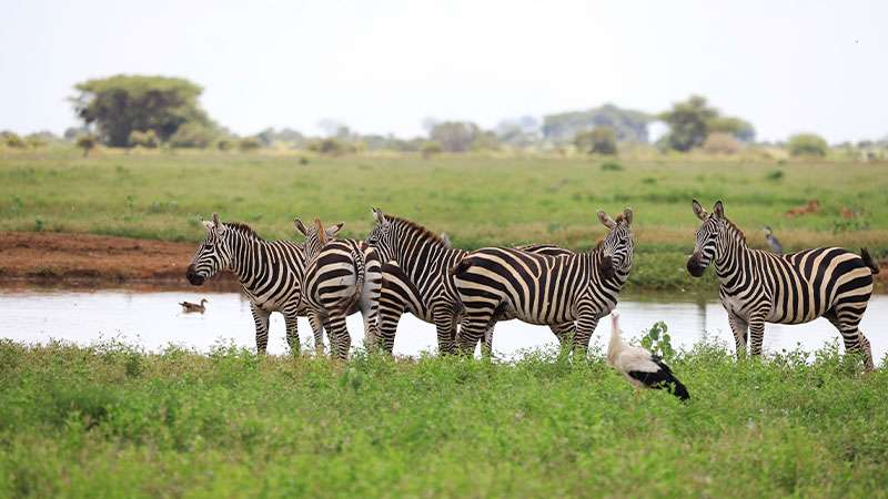 requisitos-para-viajar-a-kenia