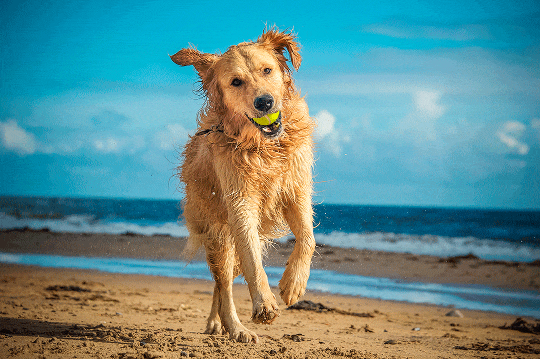 Le 5 migliori spiagge italiane per i vostri cani