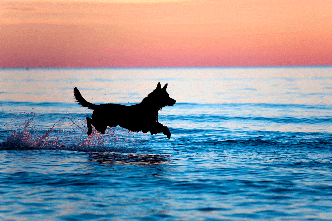 Le 5 migliori spiagge italiane per i vostri cani