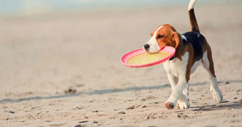 Pode viajar ao México com o seu animal de estimação