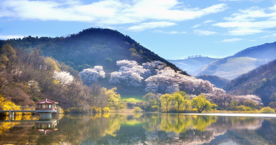 En otoño, el atractivo principal de es el follaje. Te contamos cuáles son los bosques coreanos que se tiñen de tonos rojos, naranjas y dorados que alcanzan su pico en octubre. 