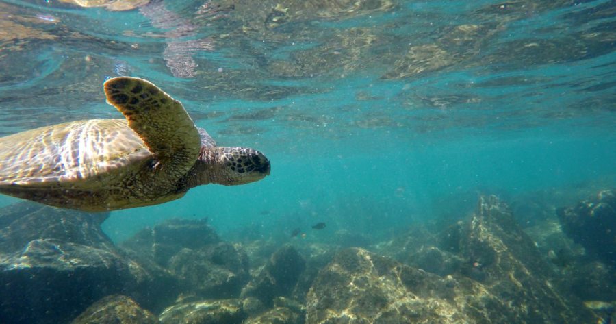 Los fondos submarinos son uno de los grandes atractivos de Hawái. Descubre en nuestra guía cuándo es la mejor época para disfrutarlos.